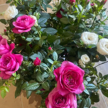 Rose E Fiori *